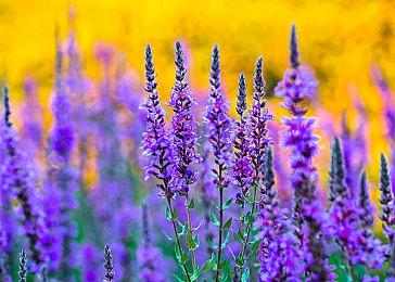 《飙酷车神：Motorfest》正式公布 2023年登陆主机和PC