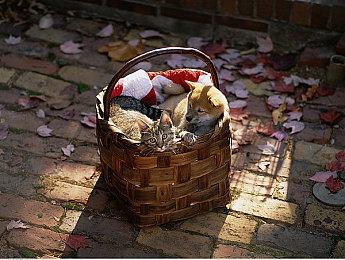 不走寻常路！D社下周要举办一个跳票游戏发布会